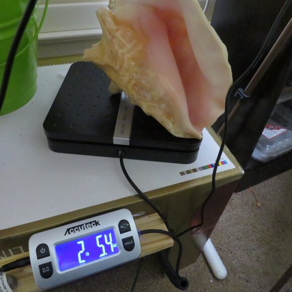 Large Real Conch Sea Shell 9.5" x 7.5" wide 5" tall has some chips - Picture 8 of 8